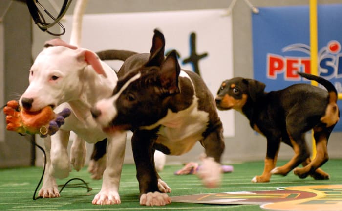 Puppy-Bowl-IV-AP071016028913_0.jpg